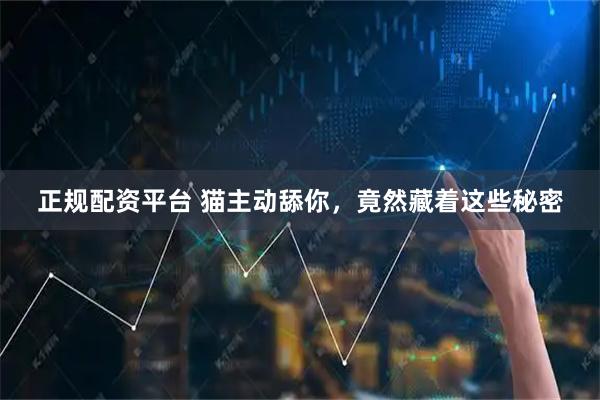 正规配资平台 猫主动舔你，竟然藏着这些秘密